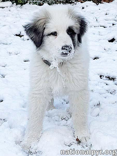 Alaia in OH - Confident, Curious & Cuddly!