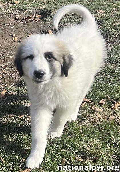 Alaia in OH - Confident, Curious & Cuddly!