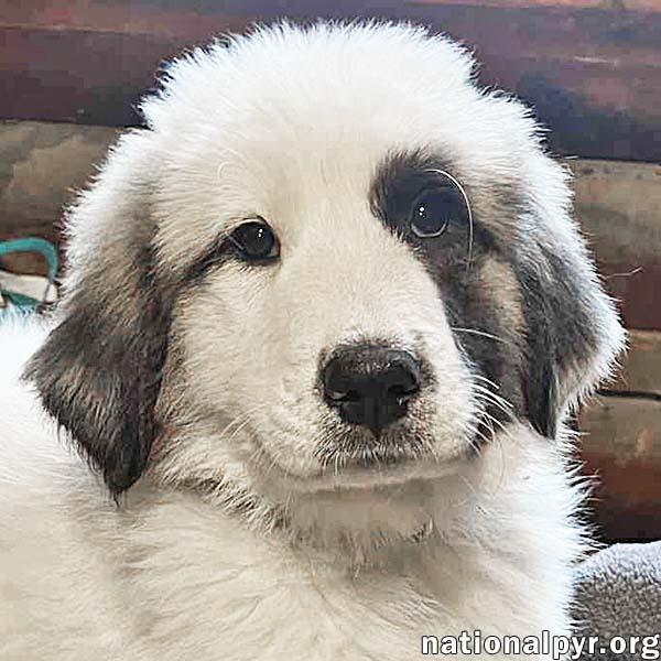 Alaia in OH - Confident, Curious & Cuddly!