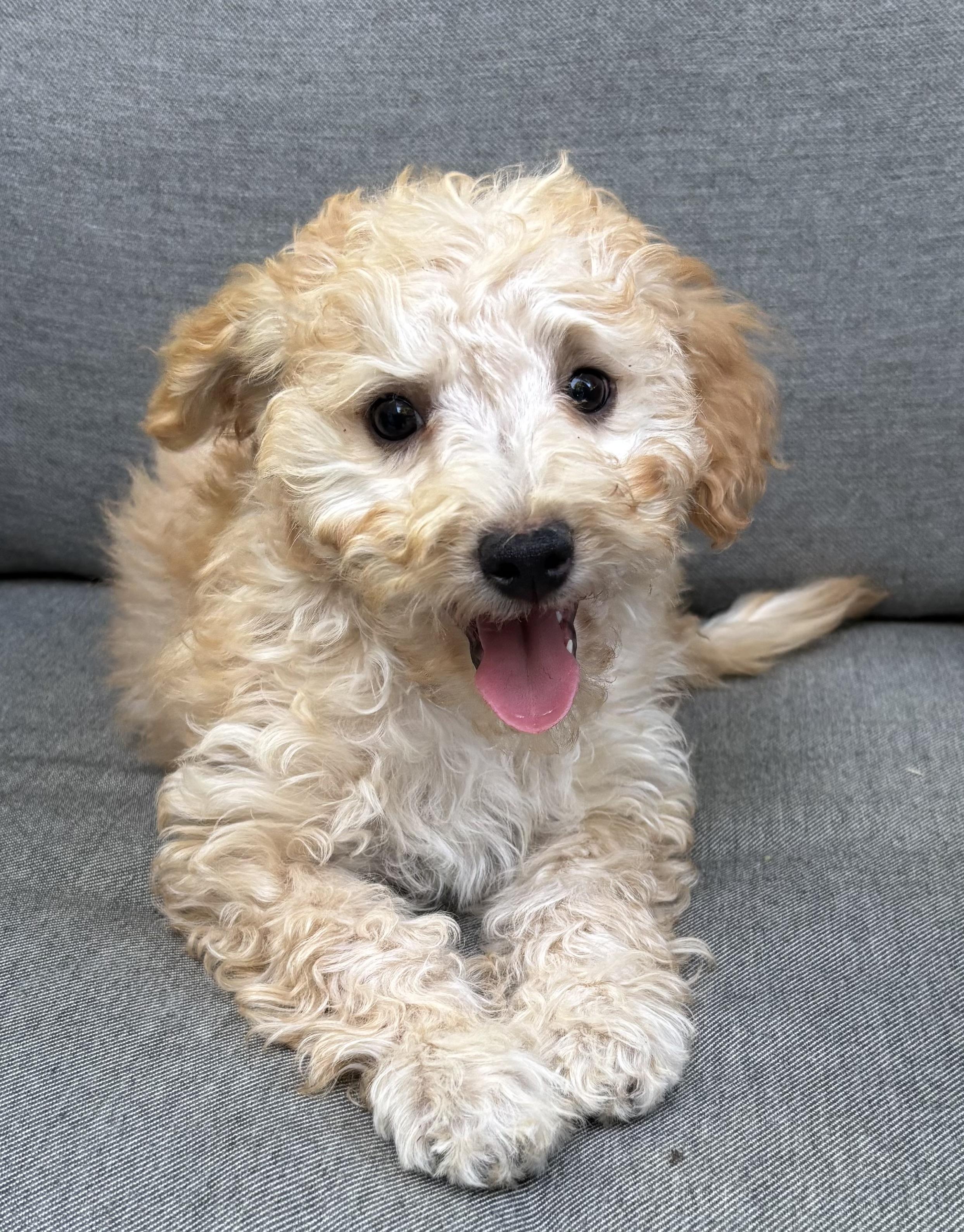 Truman, an adopted mixed breed in Overland Park, KS image 2/2