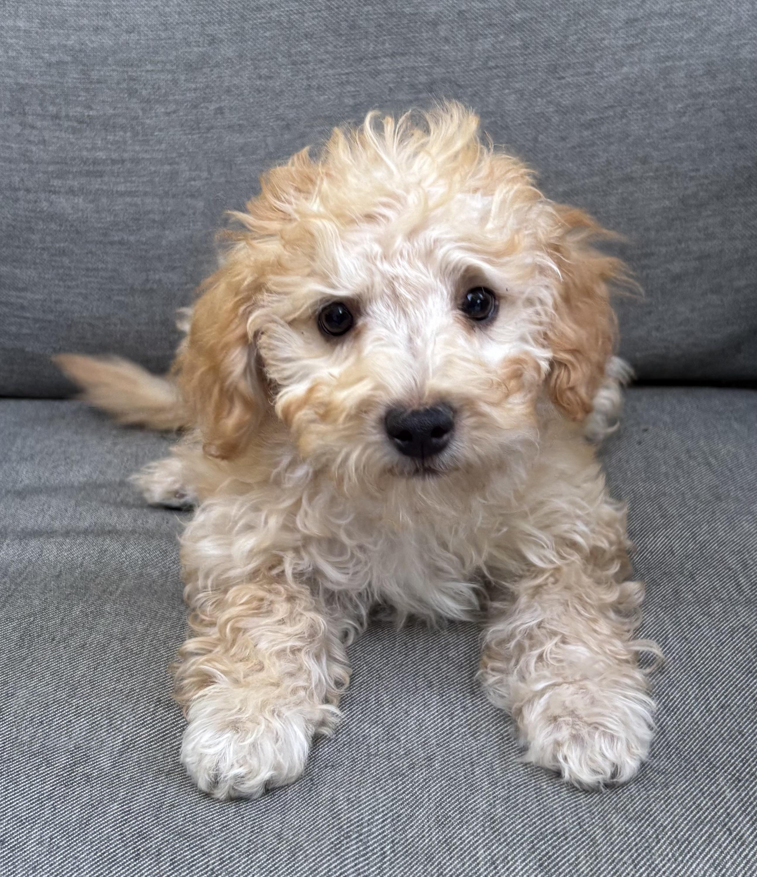 Truman, an adopted mixed breed in Overland Park, KS image 1/2