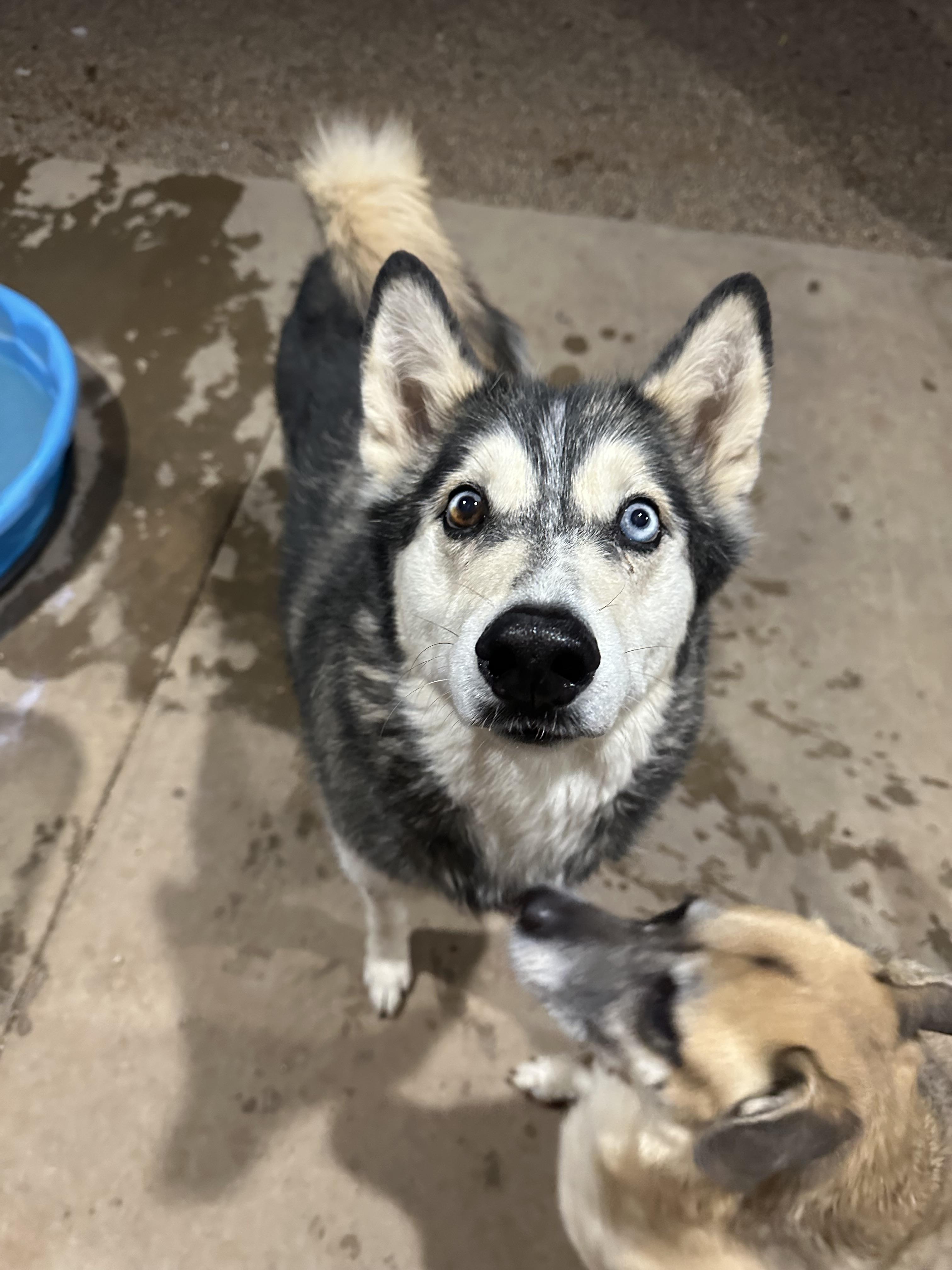 Gypsy, a Adoptable Husky in Clovis, NM image 1/6