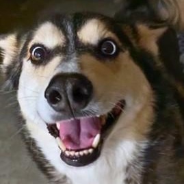 Gypsy, a Adoptable Husky in Clovis, NM image 3/6