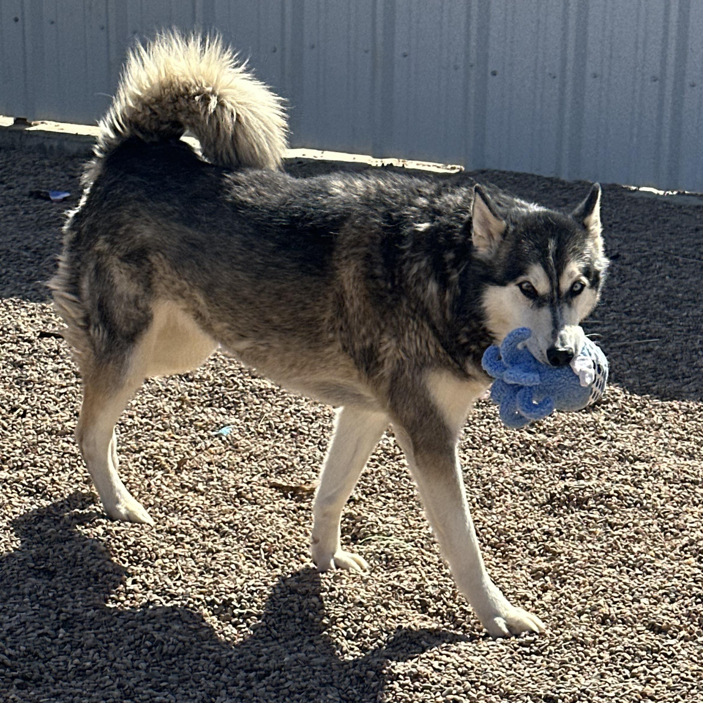 Gypsy, an adoptable Husky in Clovis, NM, 88101 | Photo Image 3