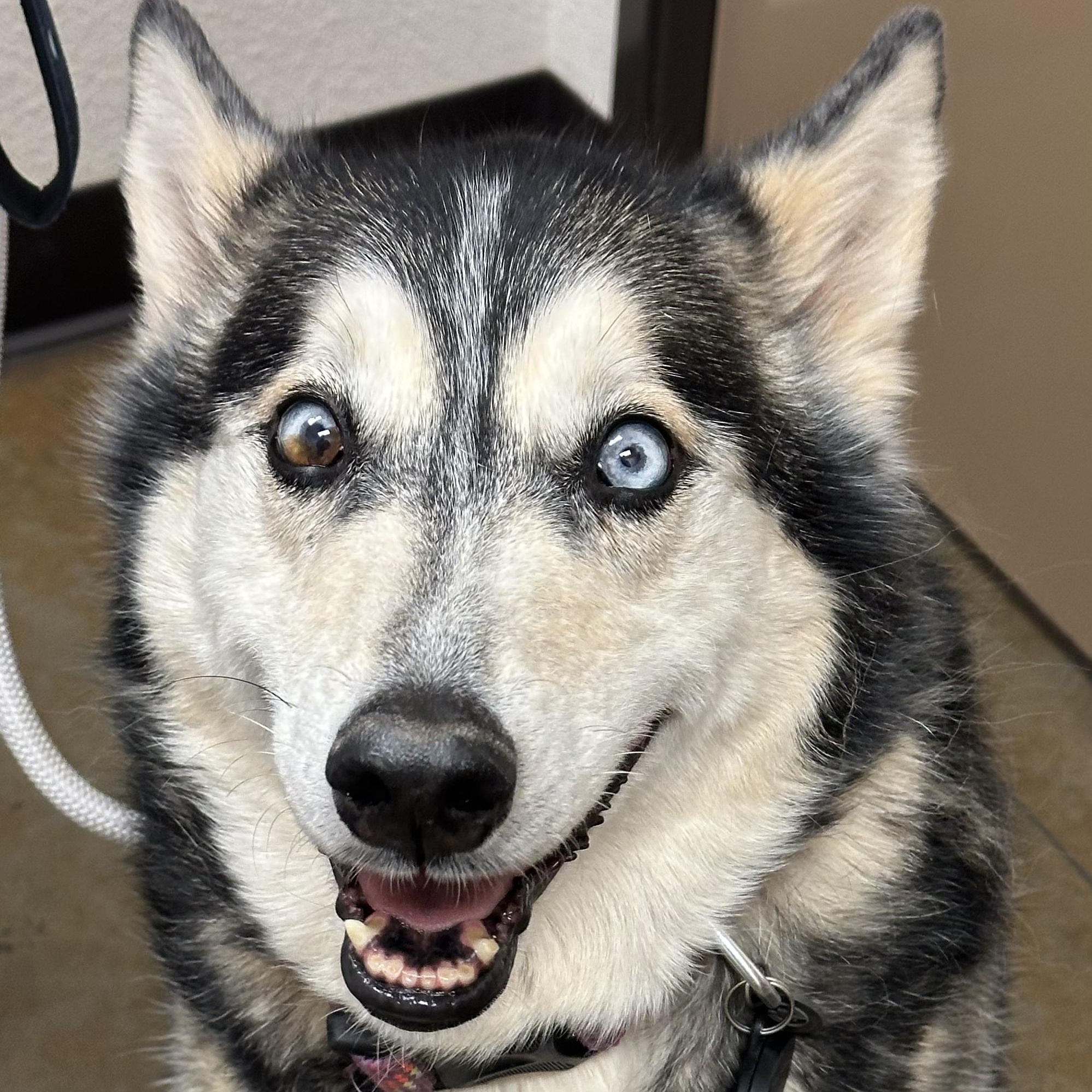 Gypsy, an adoptable Husky in Clovis, NM, 88101 | Photo Image 1