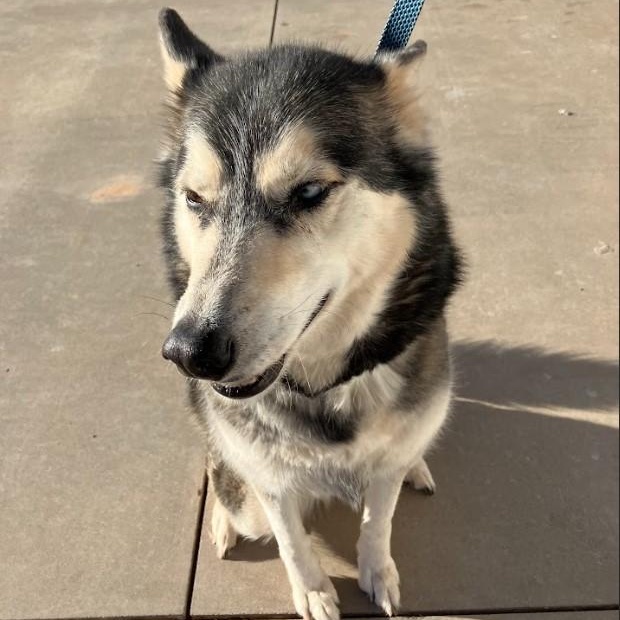 Gypsy, an adoptable Husky in Clovis, NM, 88101 | Photo Image 5