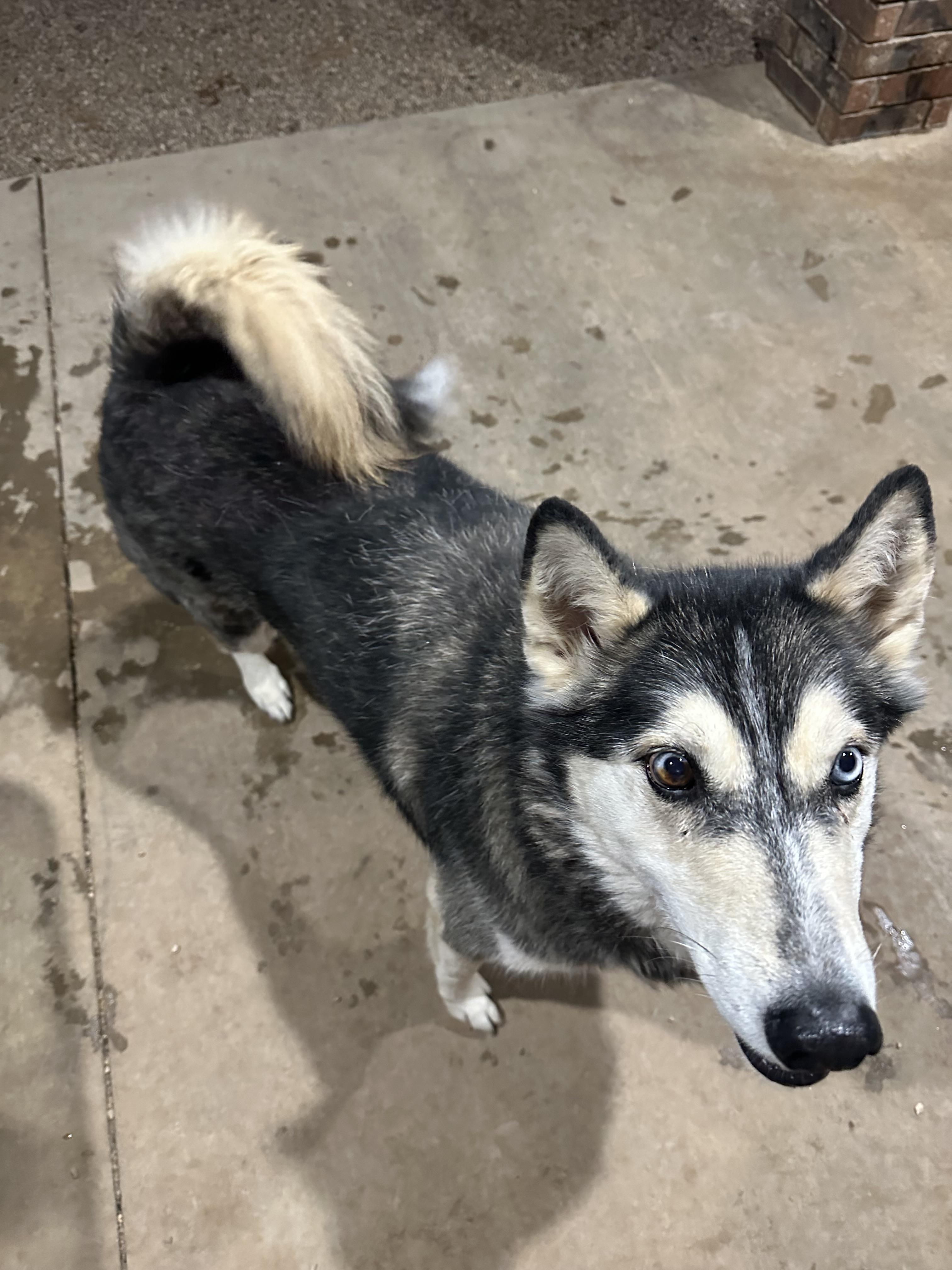 Gypsy, a Adoptable Husky in Clovis, NM image 2/6