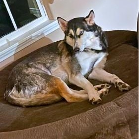 Gypsy, an adoptable Husky in Clovis, NM, 88101 | Photo Image 4