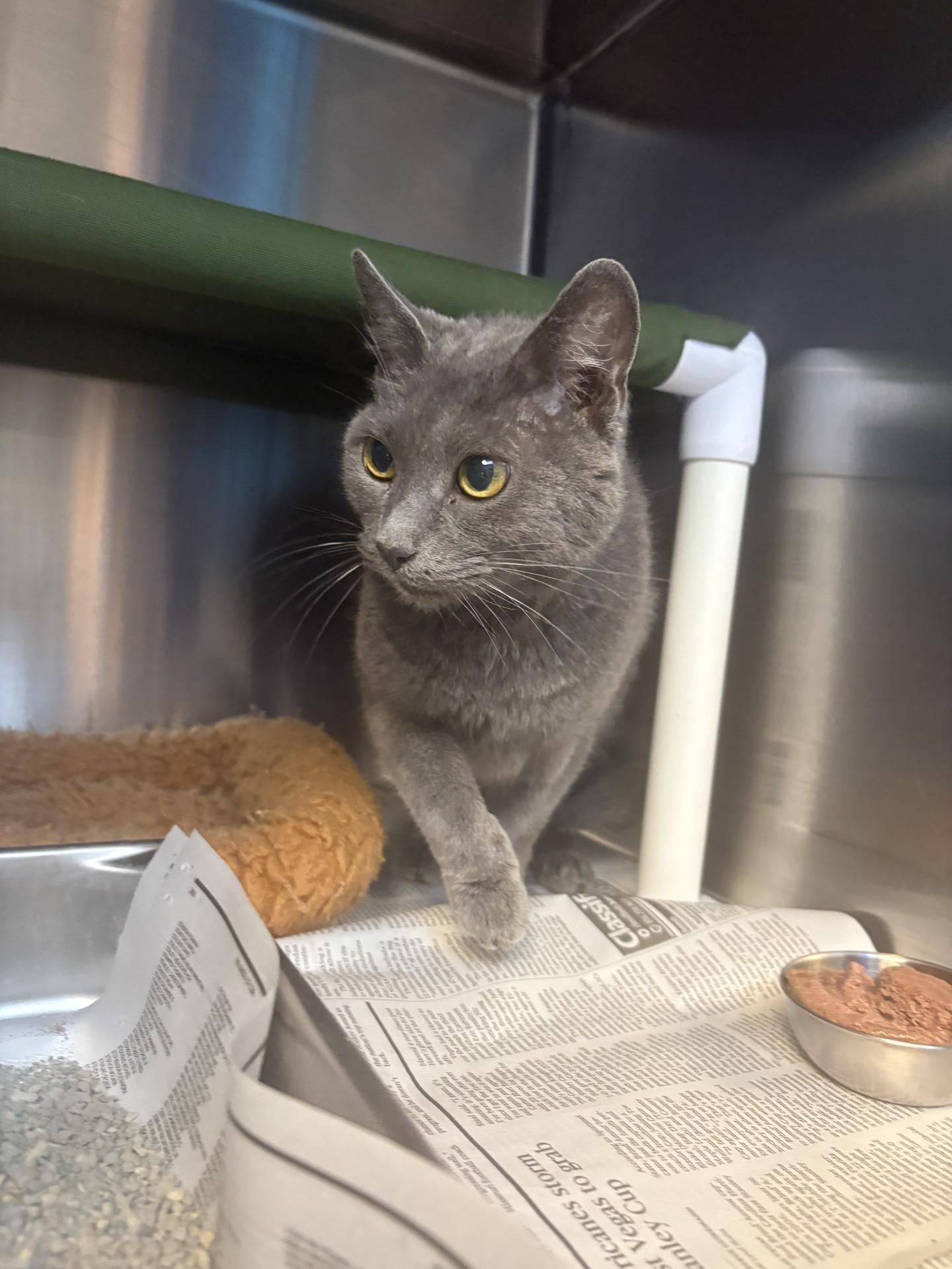 26-0427 "Meowmeow", Adoptable, Senior Female Domestic Short Hair.