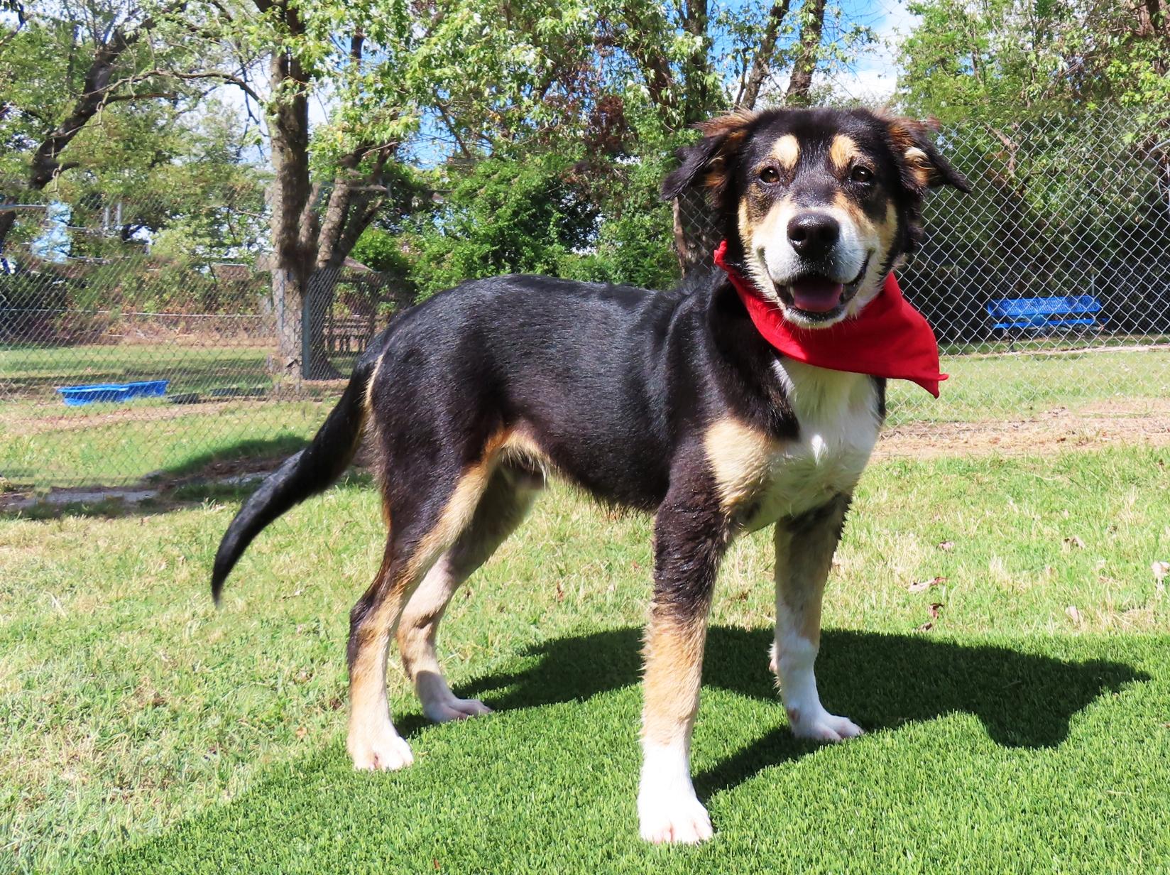 Enlarge Quest 26C-241, a Adoptable Australian Shepherd in Rogers, AR image 5/5