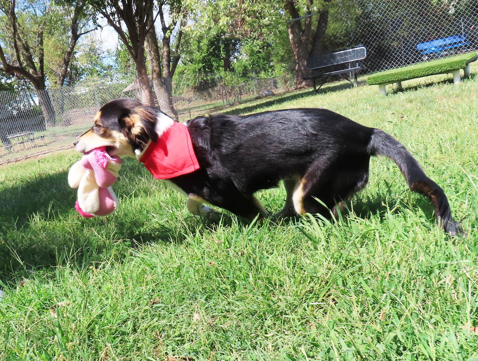 Enlarge Quest 26C-241, a Adoptable Australian Shepherd in Rogers, AR image 3/5