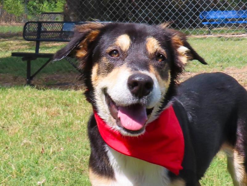 Enlarge Quest 26C-241, a Adoptable Australian Shepherd in Rogers, AR image 1/5