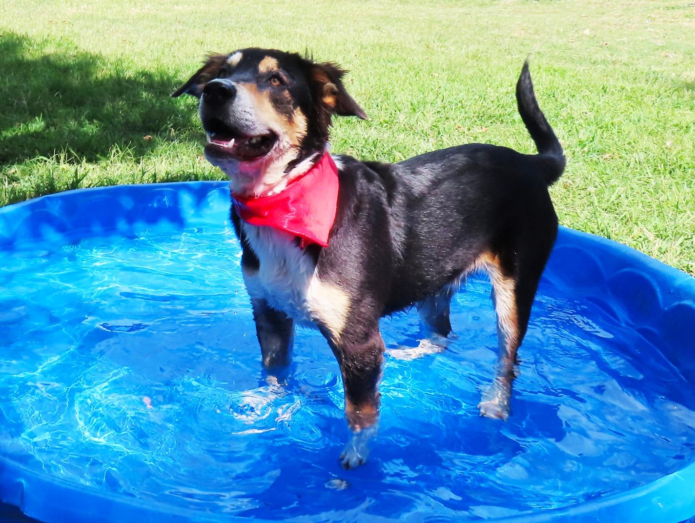 Enlarge Quest 26C-241, a Adoptable Australian Shepherd in Rogers, AR image 2/5