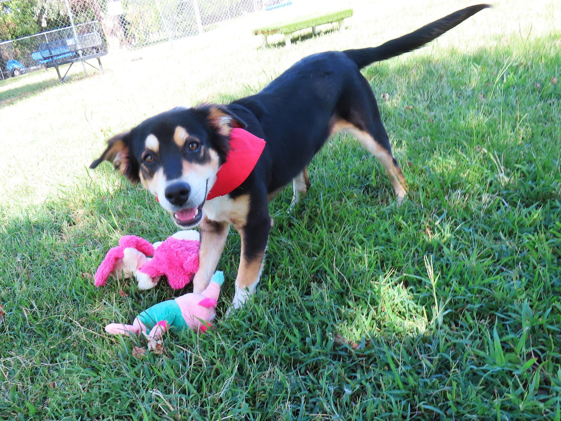 Enlarge Quest 26C-241, a Adoptable Australian Shepherd in Rogers, AR image 4/5