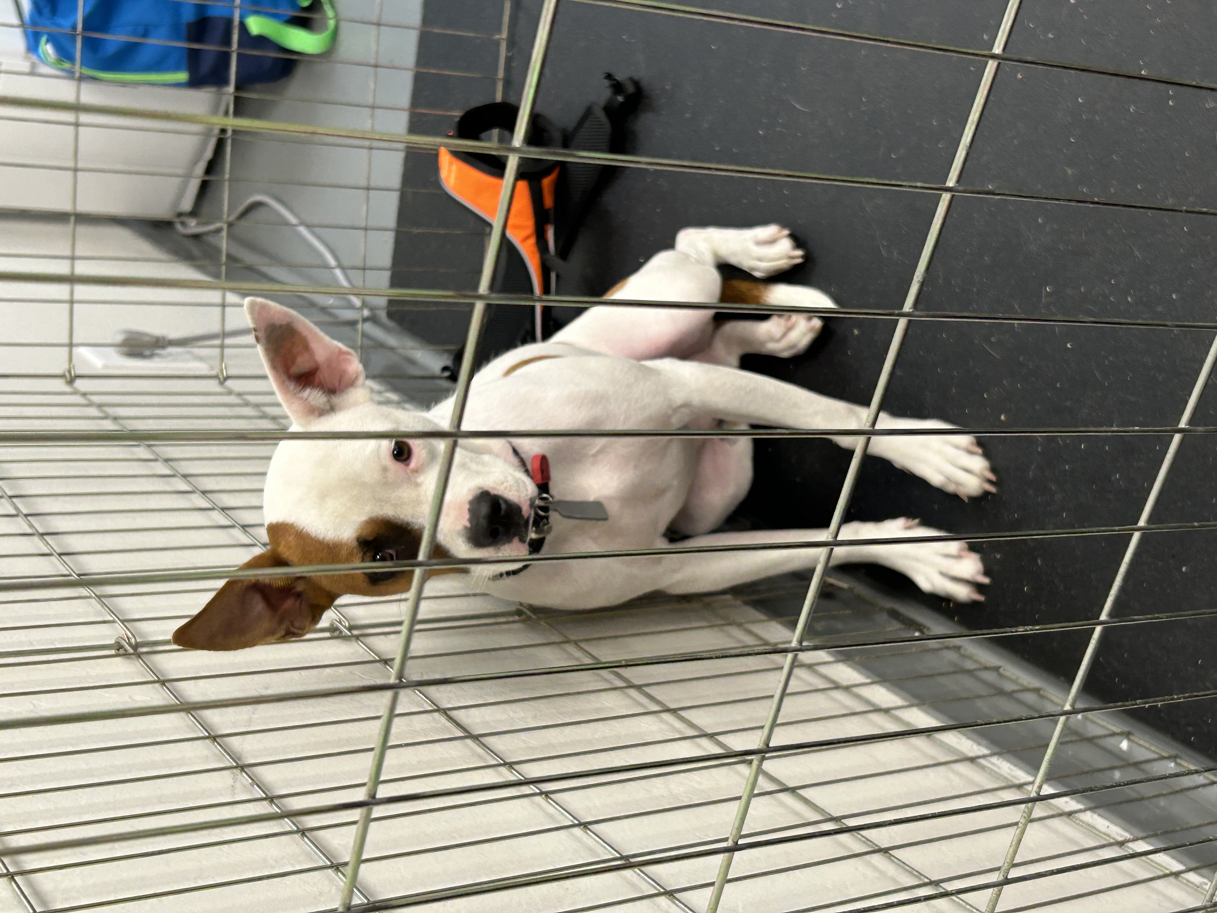 Enlarge Stefan, a Adoptable mixed breed in Paris, TX image 3/4