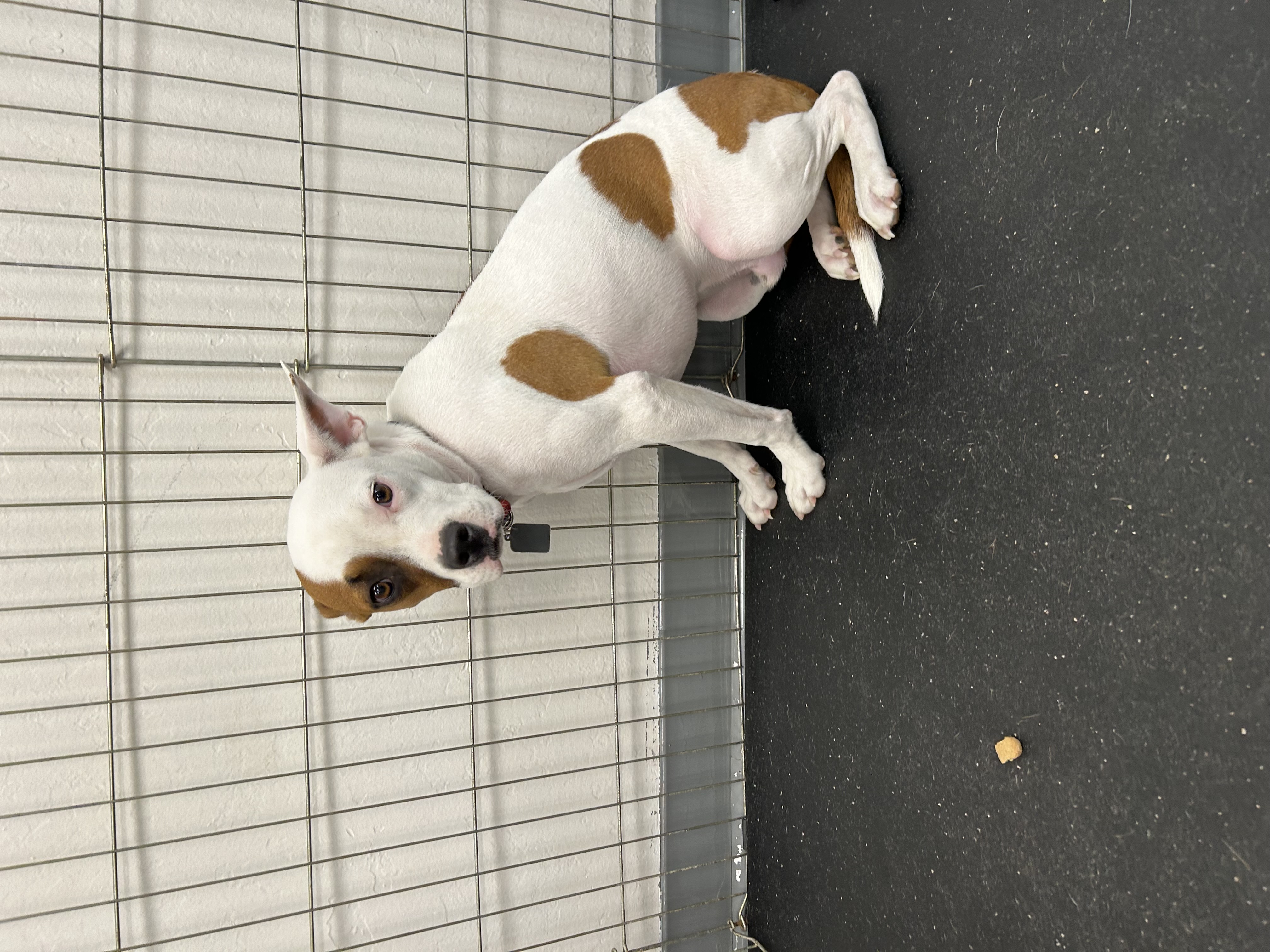 Enlarge Stefan, a Adoptable mixed breed in Paris, TX image 1/4