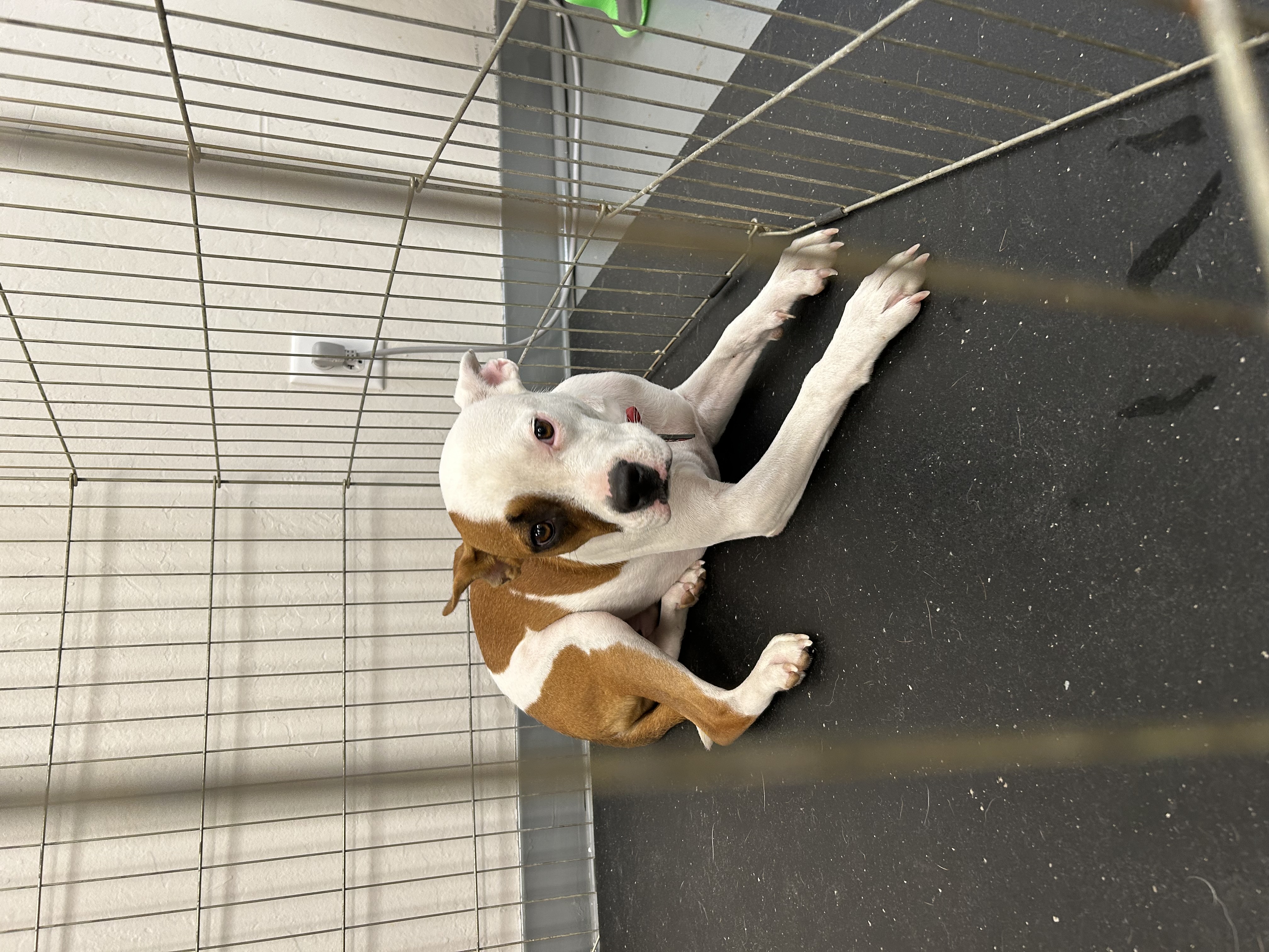 Enlarge Stefan, a Adoptable mixed breed in Paris, TX image 4/4