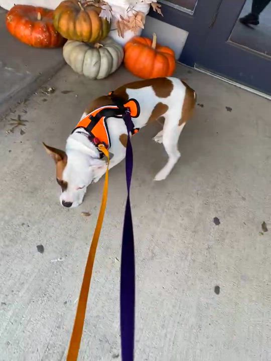 Enlarge Stefan, a Adoptable mixed breed in Paris, TX video 2/4