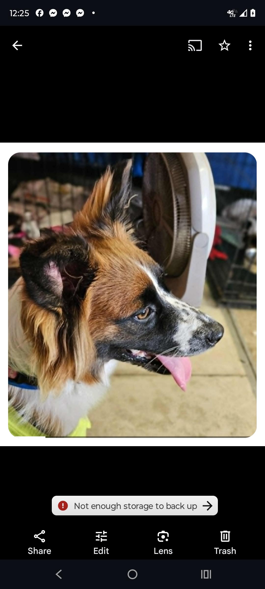 Enlarge Izzy, a Adopted mixed breed in Oldtown, MD image 2/4