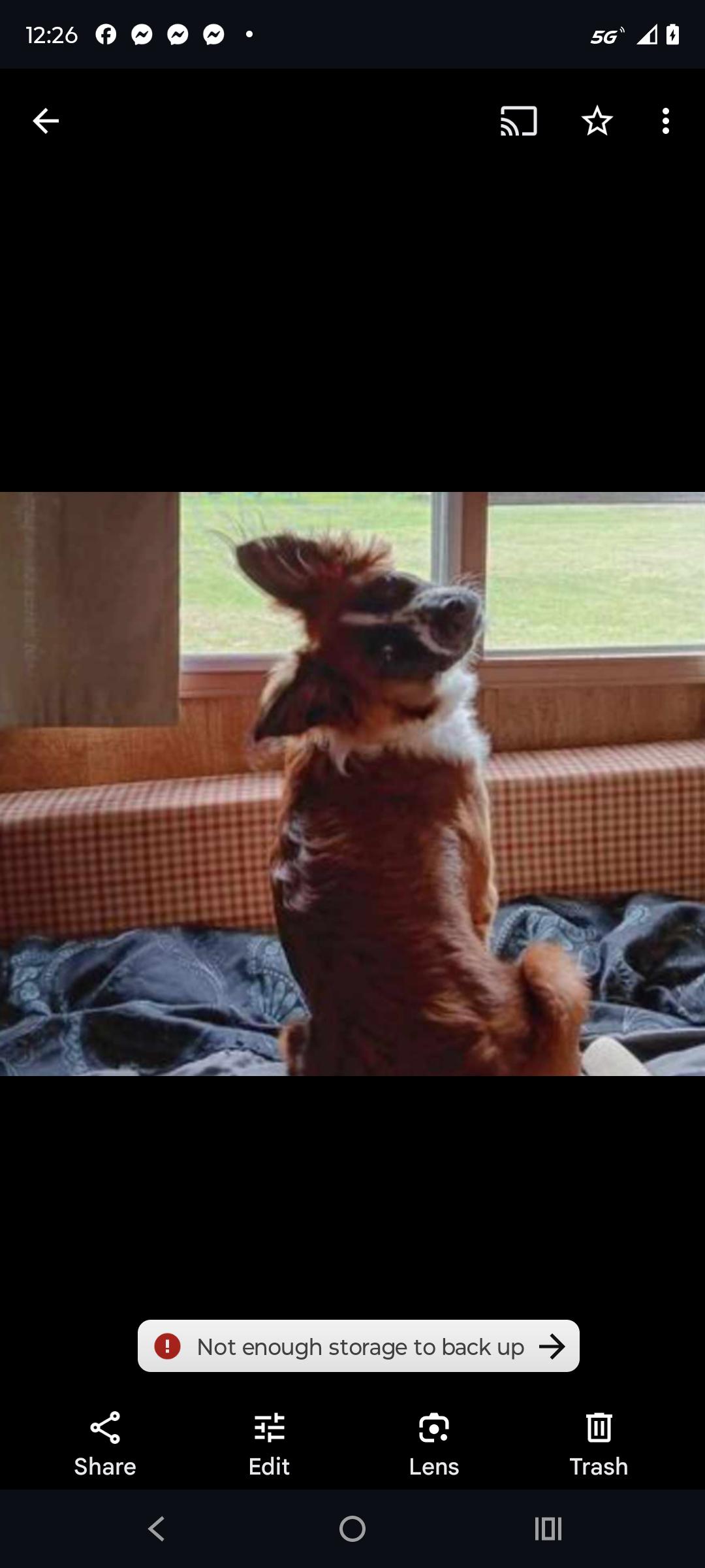 Enlarge Izzy, a Adopted mixed breed in Oldtown, MD image 3/4