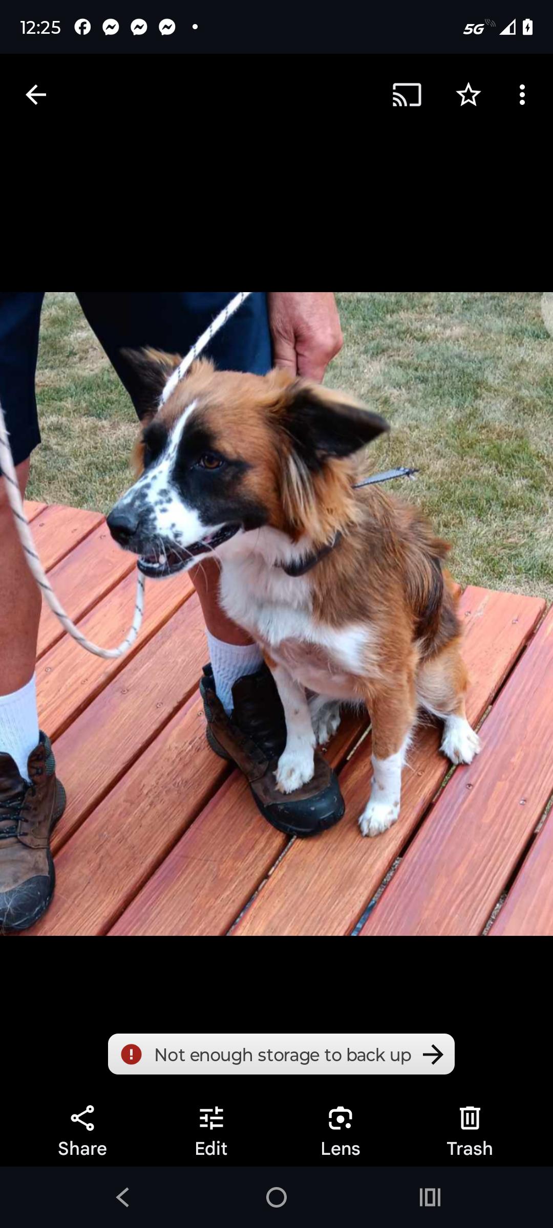 Enlarge Izzy, a Adopted mixed breed in Oldtown, MD image 4/4