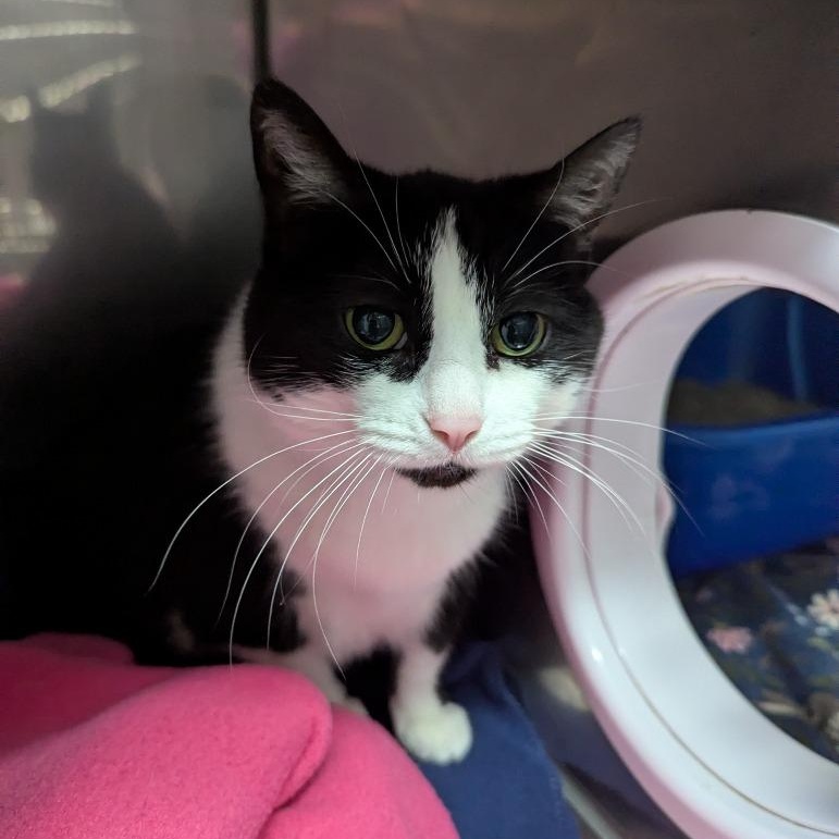 Pinky, a Adoptable Domestic Short Hair in Oconto, WI image 2/2