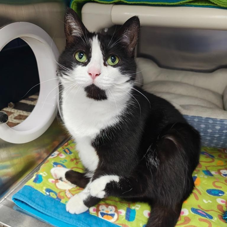 Pinky, a Adoptable Domestic Short Hair in Oconto, WI image 1/2