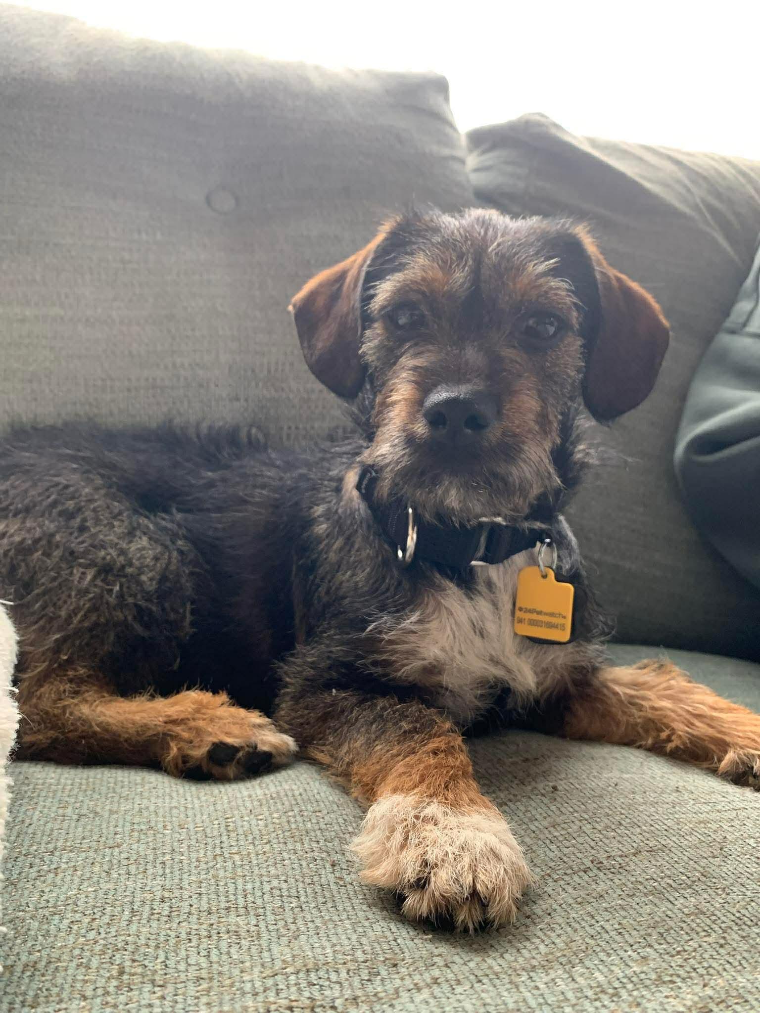 Enlarge Seraphina, an adopted mixed breed in Beavercreek, OR image 2/6