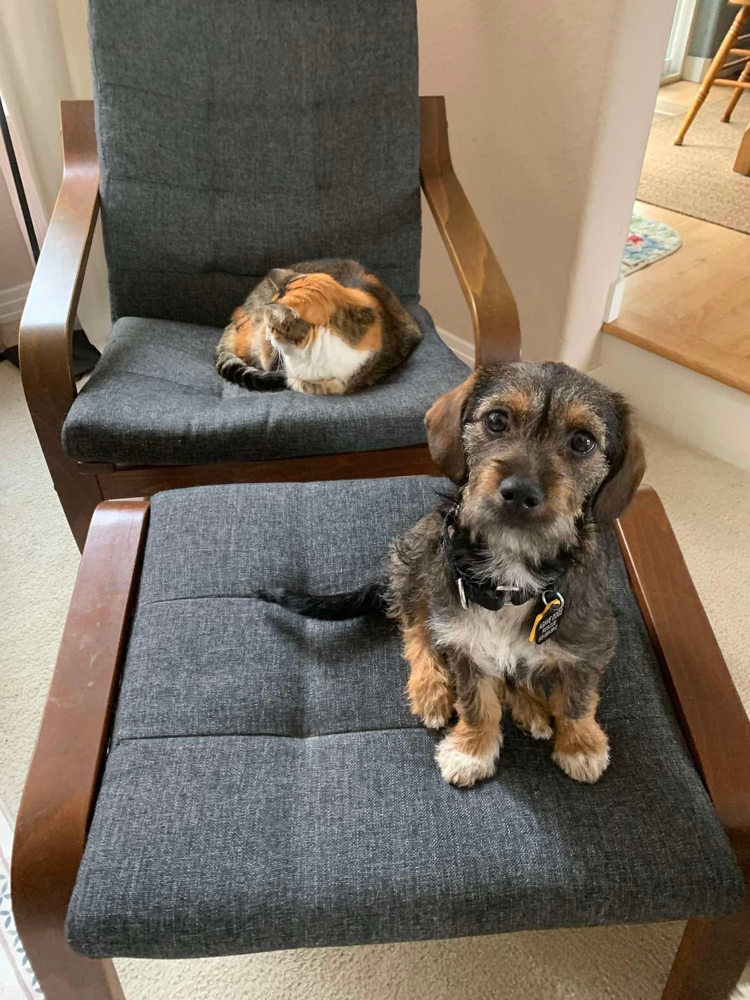 Enlarge Seraphina, an adopted mixed breed in Beavercreek, OR image 4/6