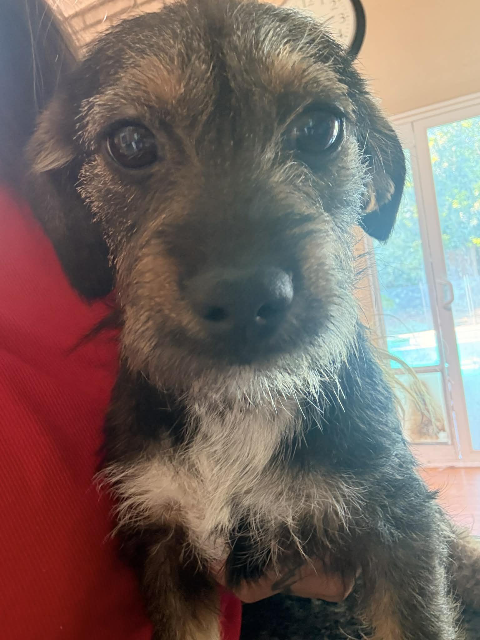 Seraphina, adopted, Puppy Female Dachshund (Miniature Long Haired) & Shih Tzu.