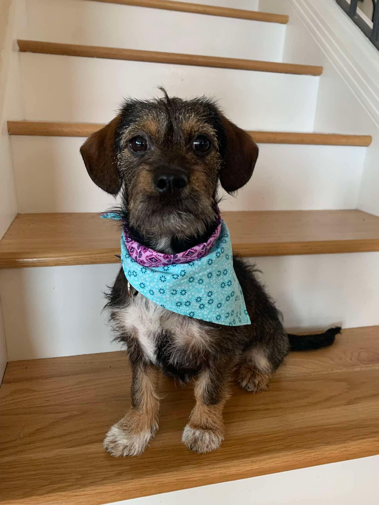 Enlarge Seraphina, an adopted mixed breed in Beavercreek, OR image 6/6