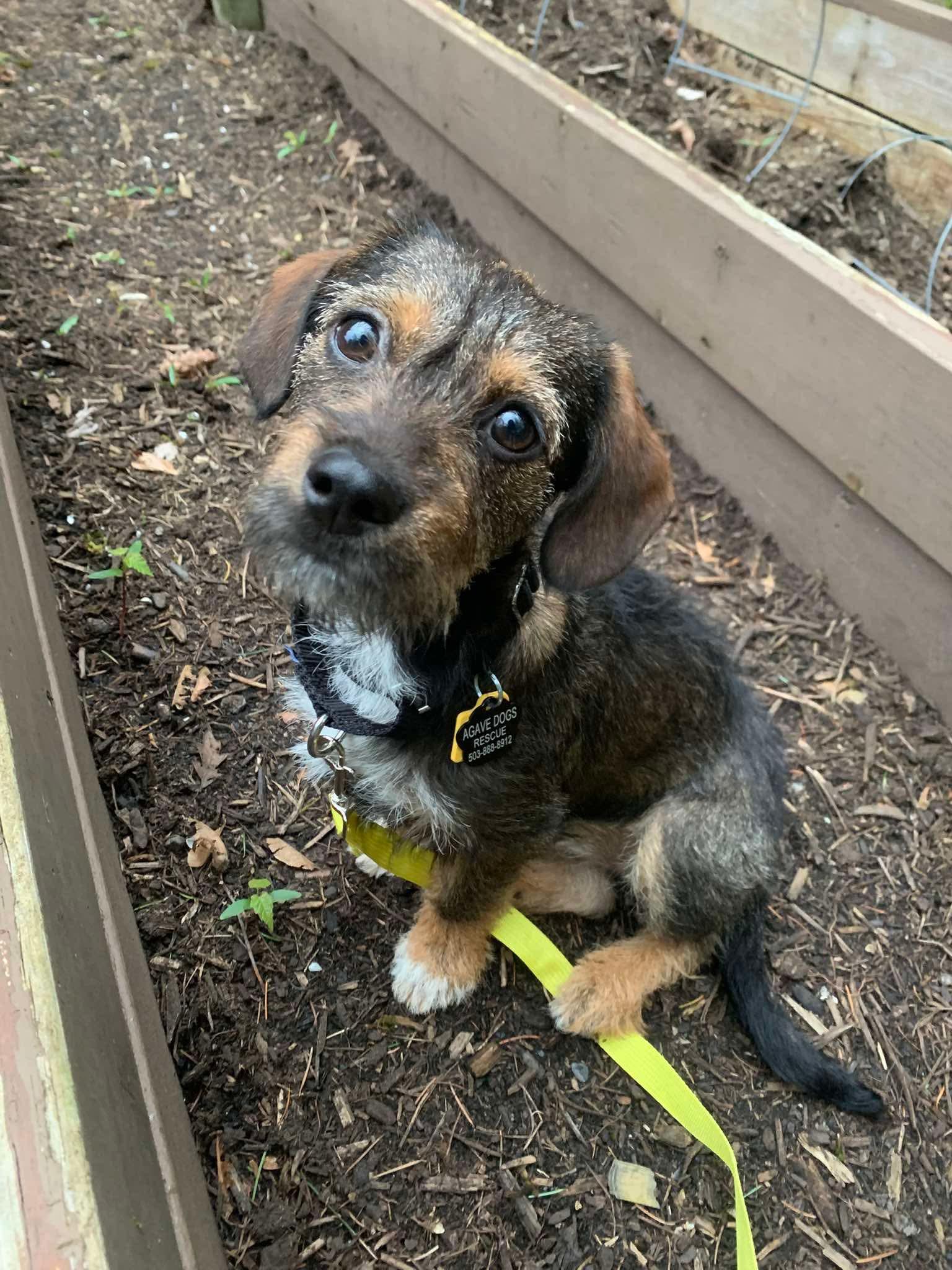 Enlarge Seraphina, an adopted mixed breed in Beavercreek, OR image 3/6