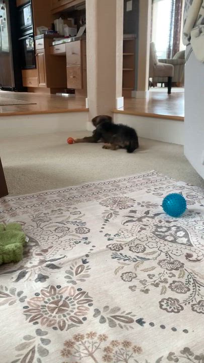 Enlarge Seraphina, an adopted mixed breed in Beavercreek, OR video 5/6