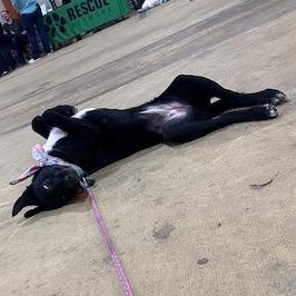 Enlarge Broccoli, a Adoptable Mixed Breed in Buffalo, MN image 3/6
