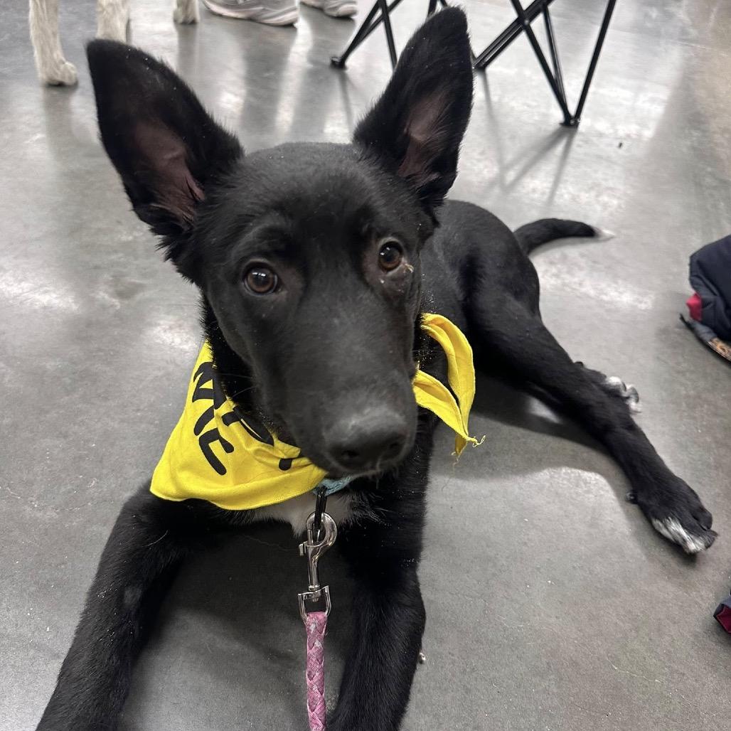 Enlarge Broccoli, a Adoptable Mixed Breed in Buffalo, MN image 2/6