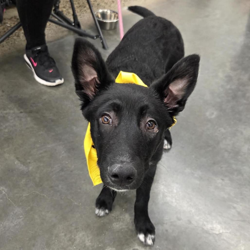 Enlarge Broccoli, a Adoptable Mixed Breed in Buffalo, MN image 4/6