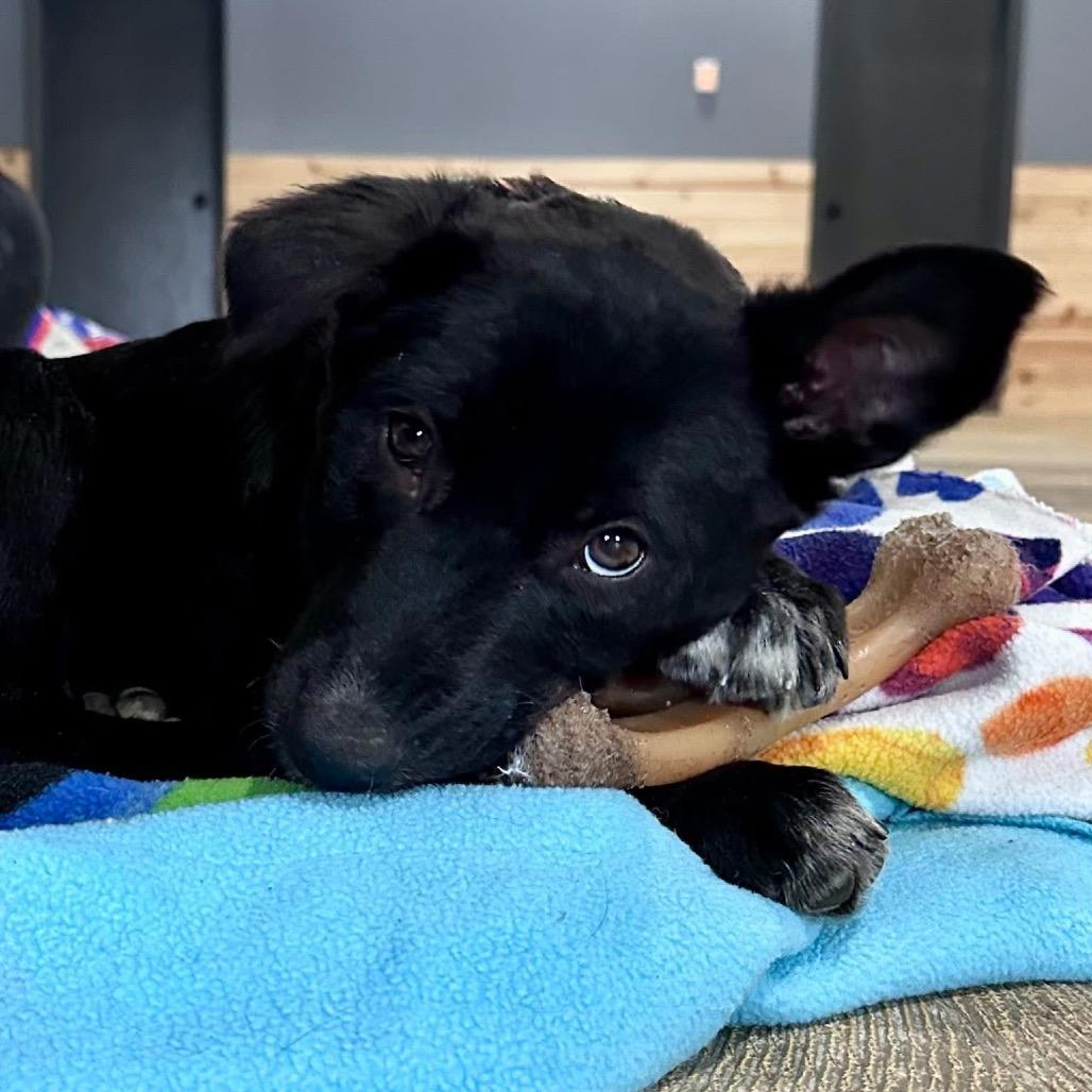 Enlarge Broccoli, a Adoptable Mixed Breed in Buffalo, MN image 5/6