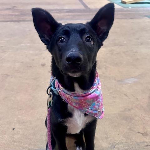Broccoli, Adoptable, Puppy Female Mixed Breed.