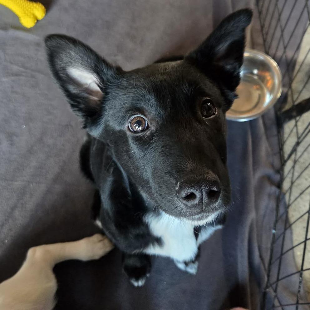Enlarge Broccoli, a Adoptable Mixed Breed in Buffalo, MN image 6/6