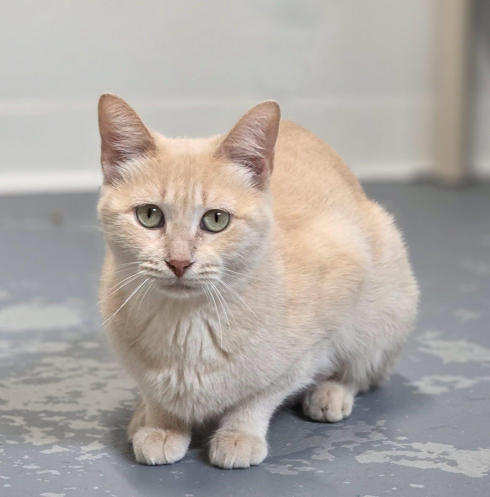 Mama, ADOPTABLE, Adult Female Domestic Short Hair.
