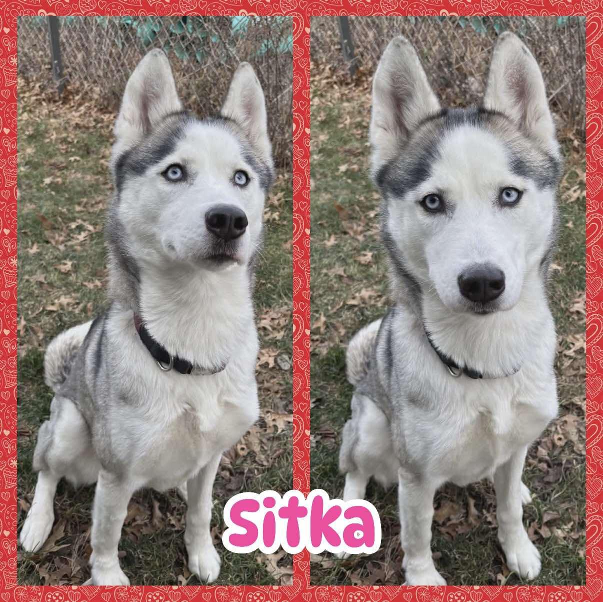 Enlarge Sitka, a ADOPTABLE Husky in Ringwood, NJ image 1/1