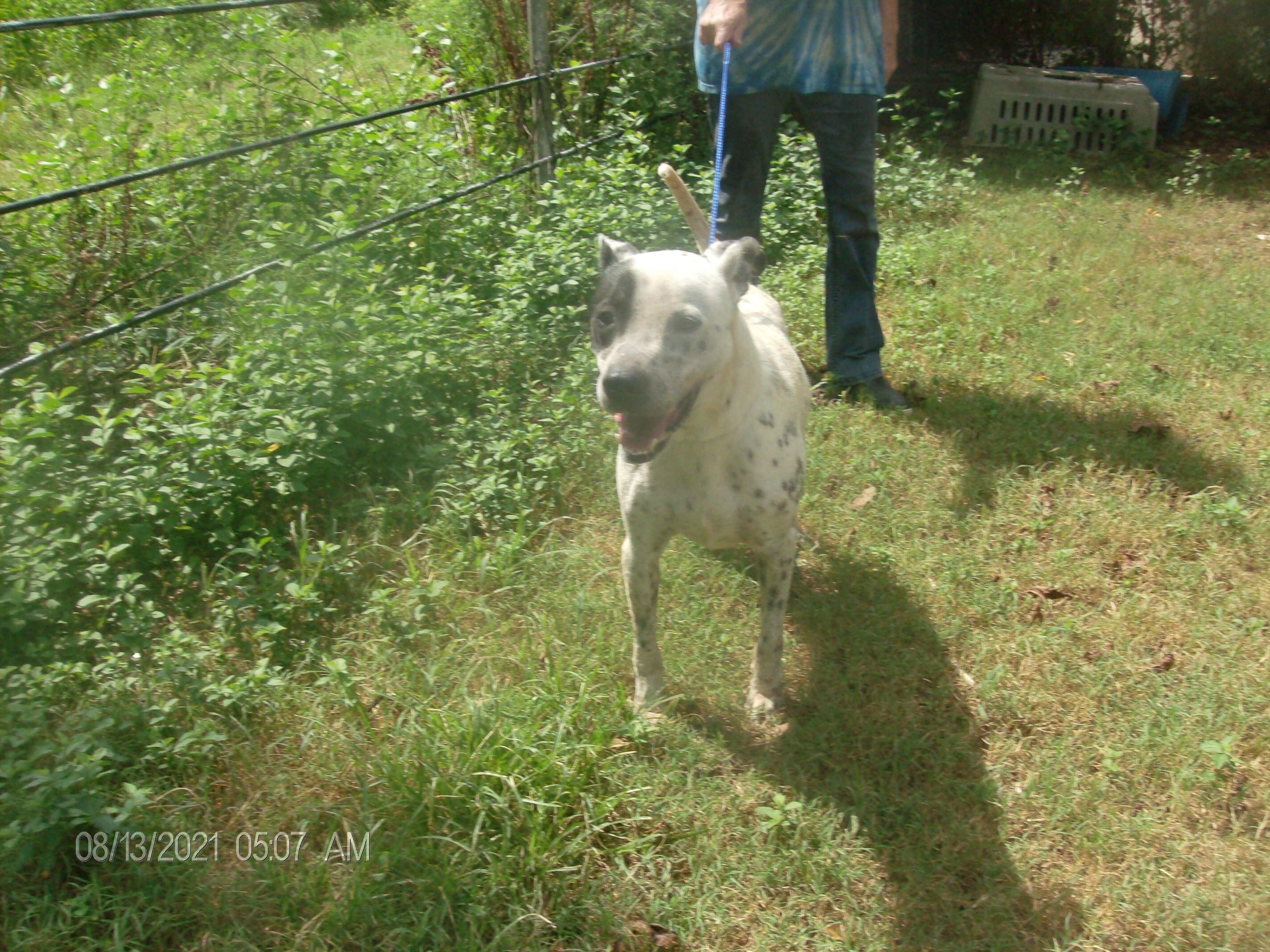 FROSTY, Adoptable, Adult Male Pointer.