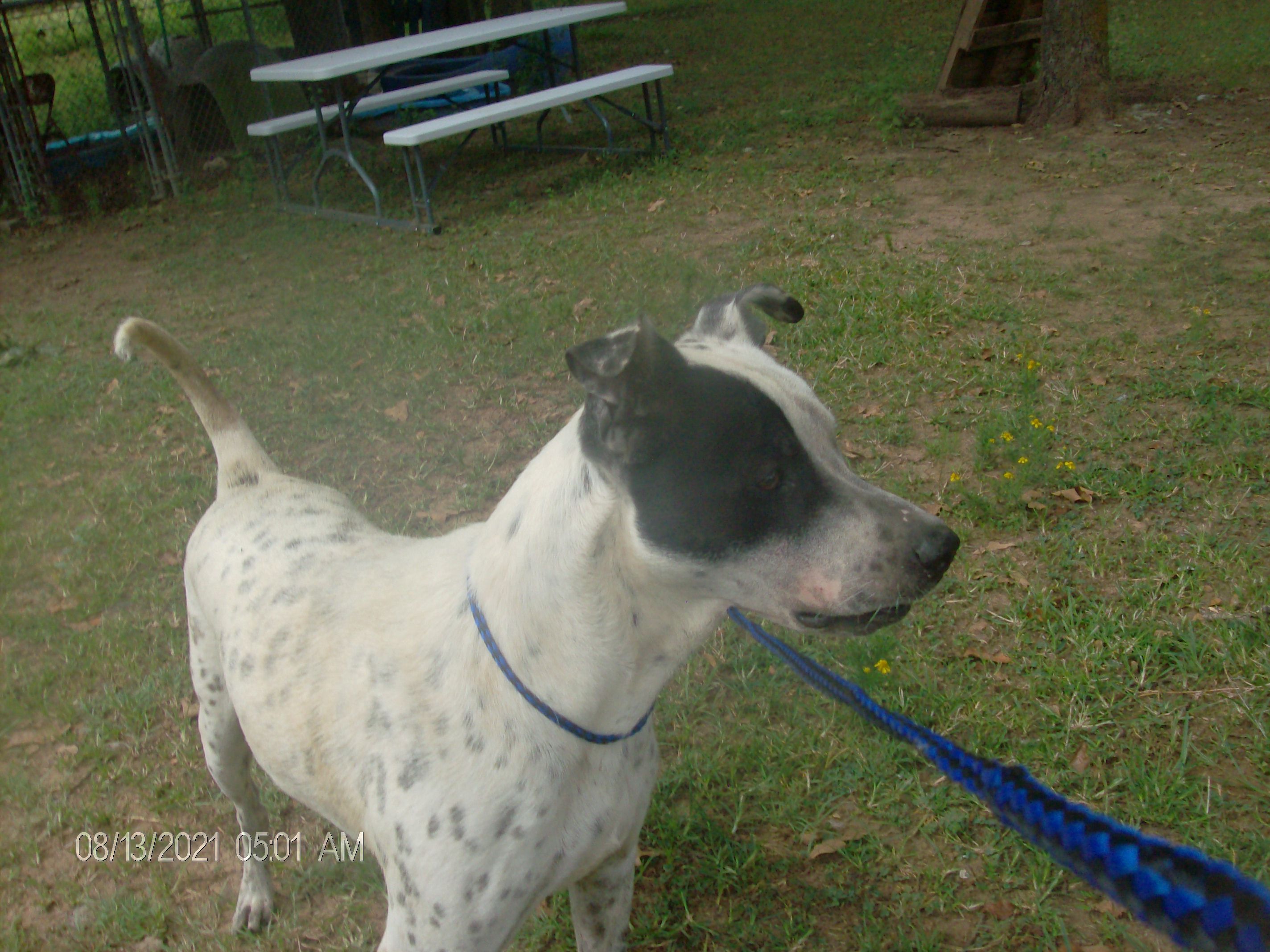 FROSTY, a Adoptable mixed breed in Kellyville, OK image 2/12