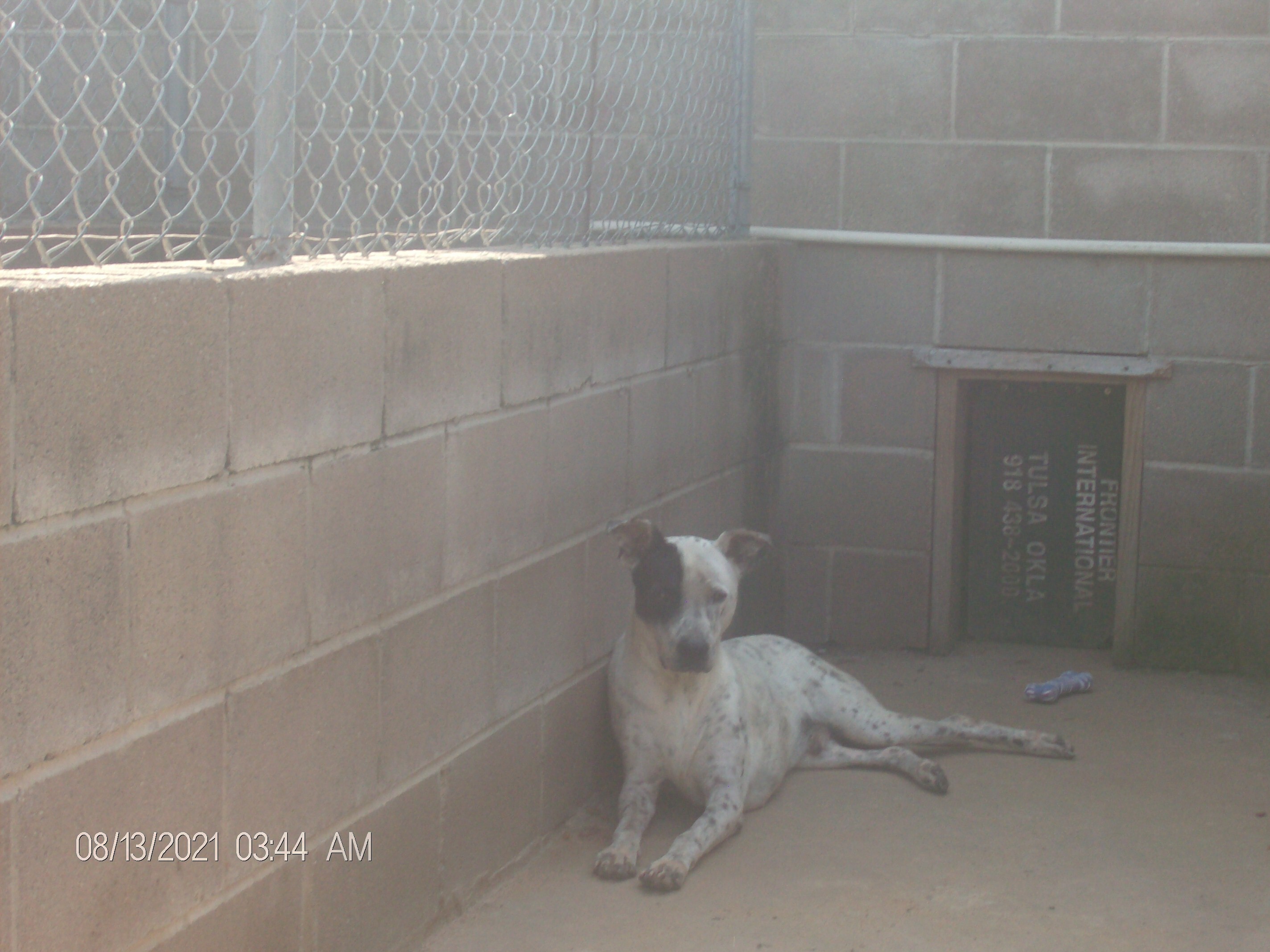 FROSTY, a Adoptable mixed breed in Kellyville, OK image 3/12