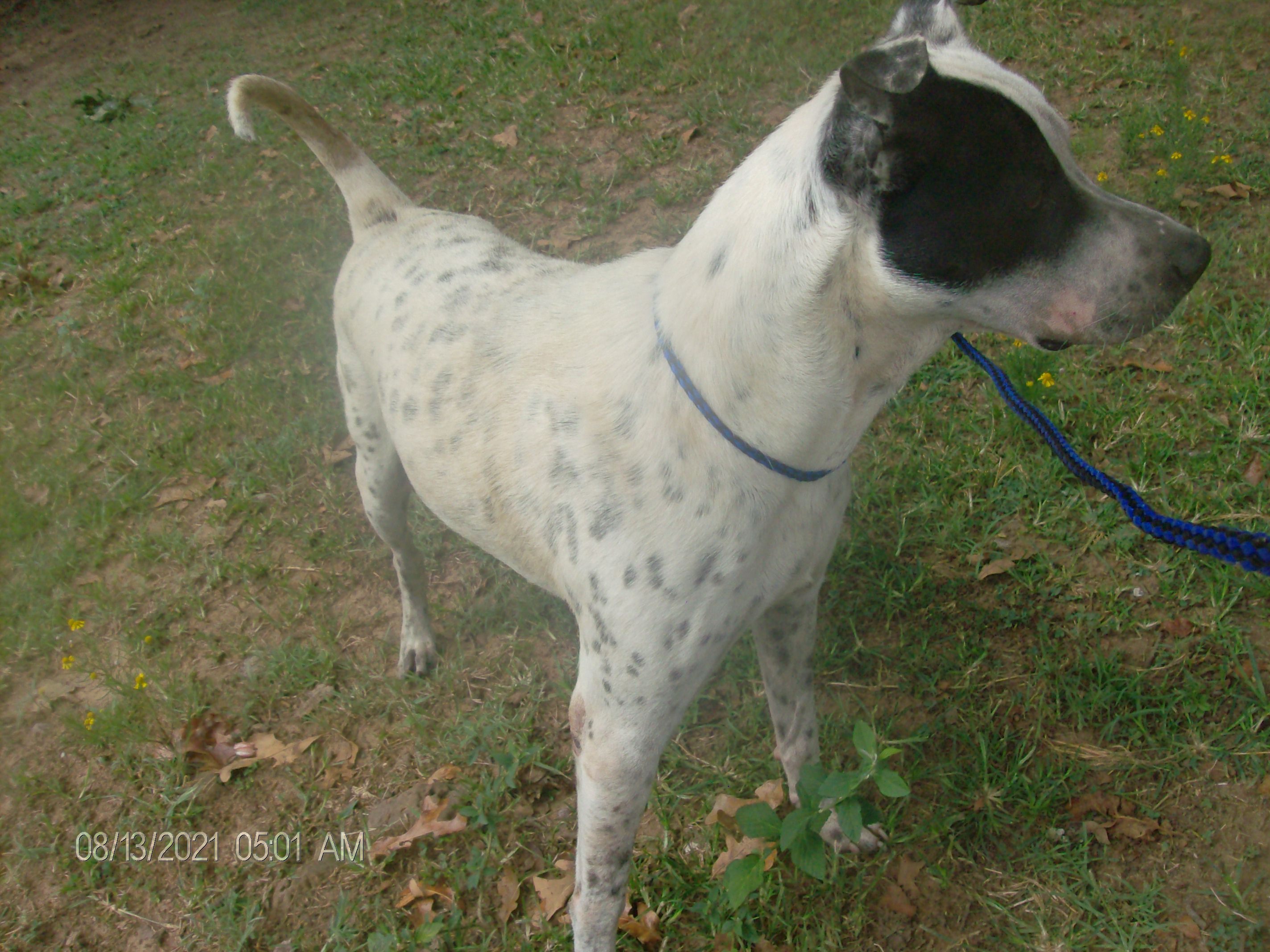 FROSTY, a Adoptable mixed breed in Kellyville, OK image 4/12