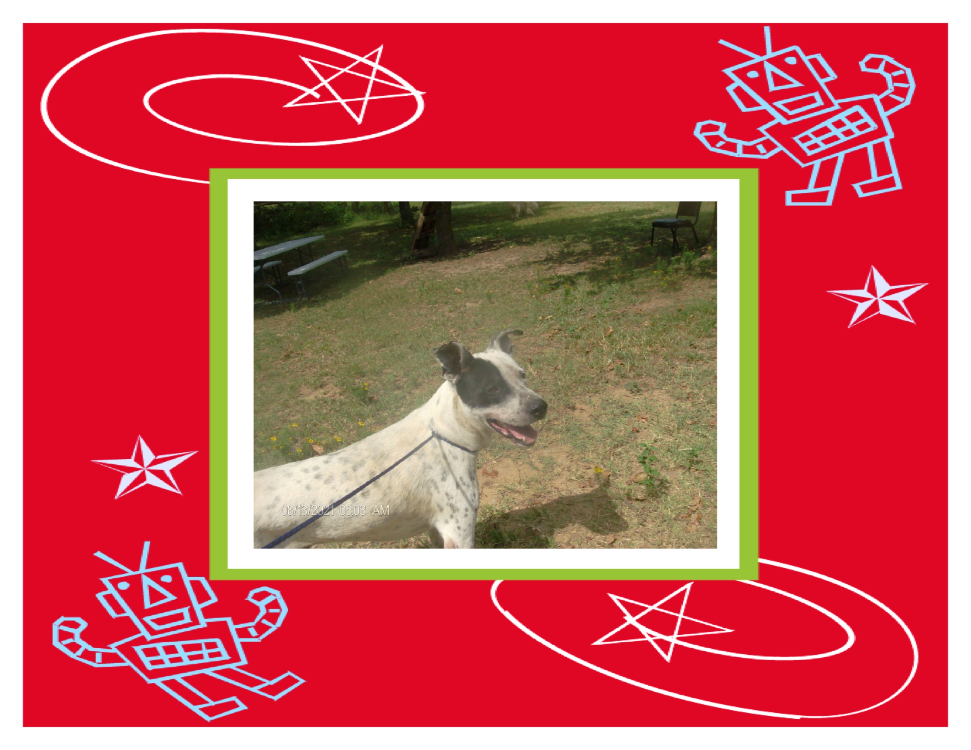 FROSTY, Adoptable, Adult Male Pointer.