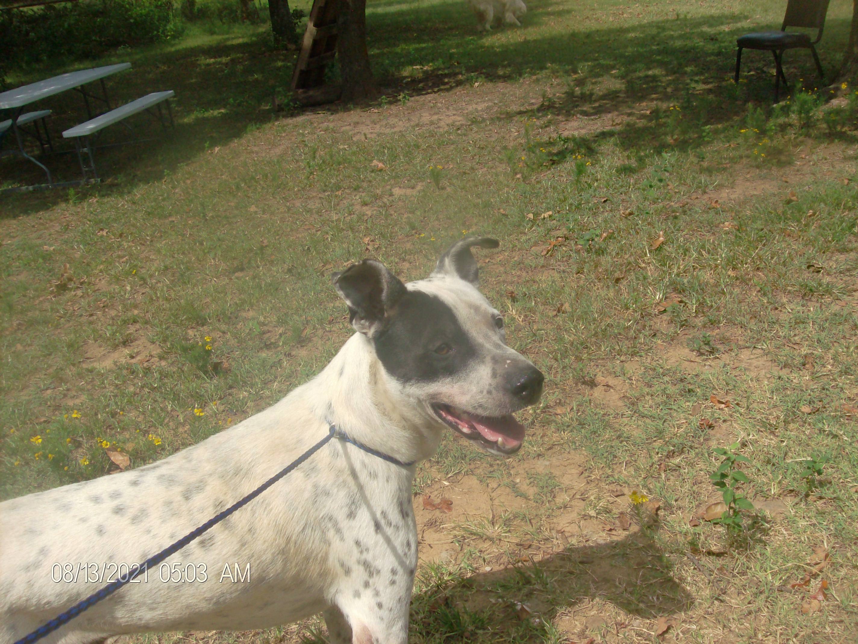FROSTY, Adoptable, Adult Male Pointer.