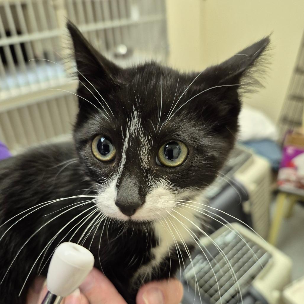 Agate, Adoptable, Kitten Female Domestic Short Hair.