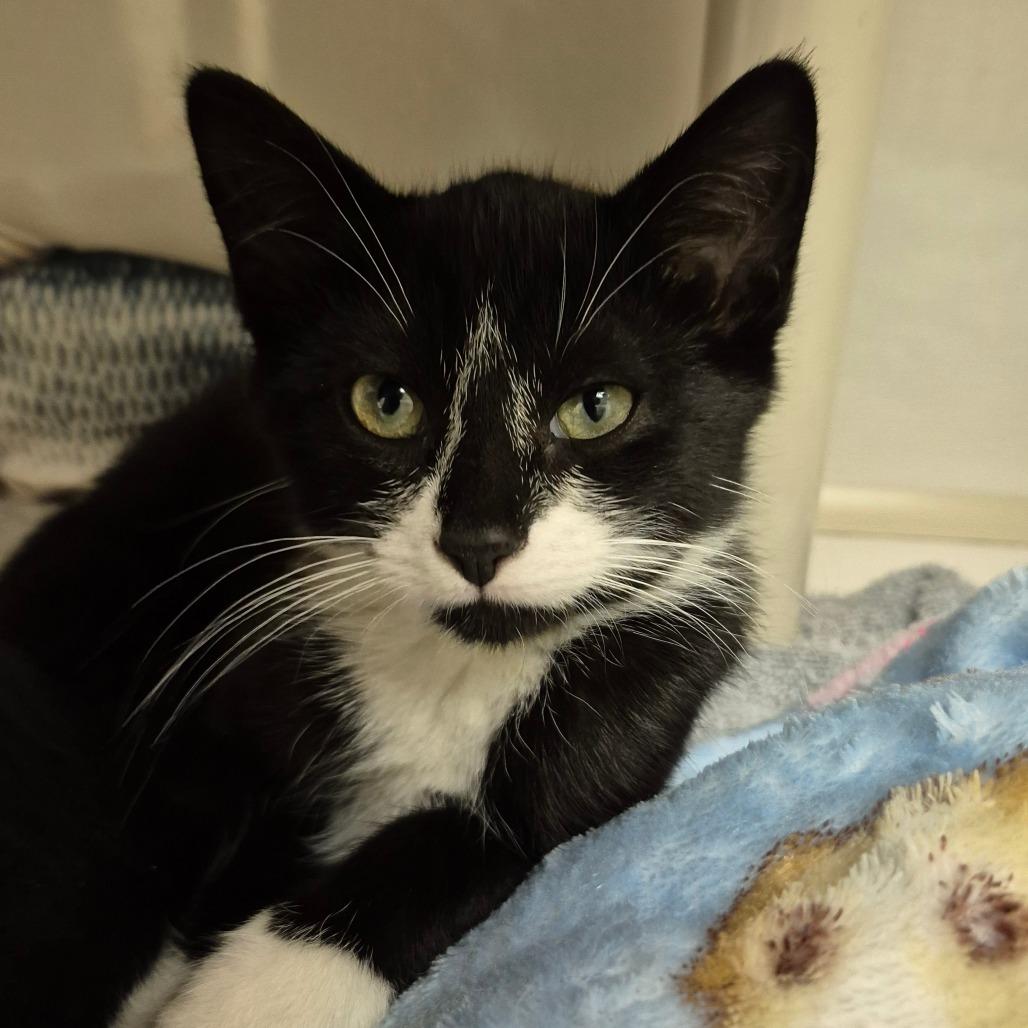 Enlarge Agate, a Adoptable Domestic Short Hair in Drumheller, AB image 2/2