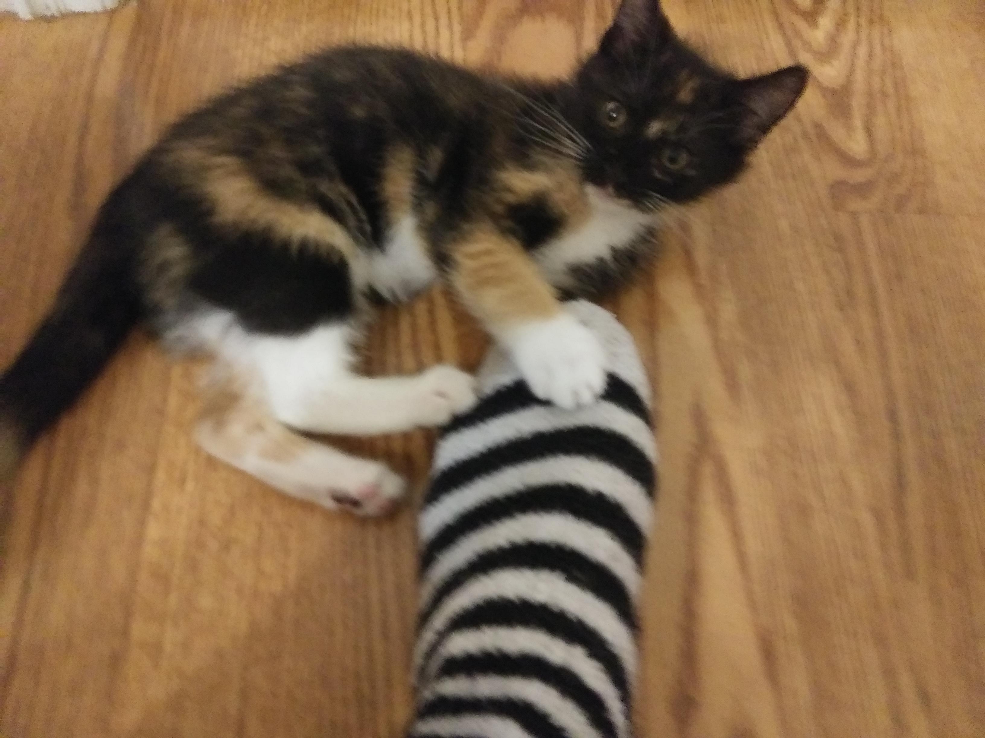 Petunia